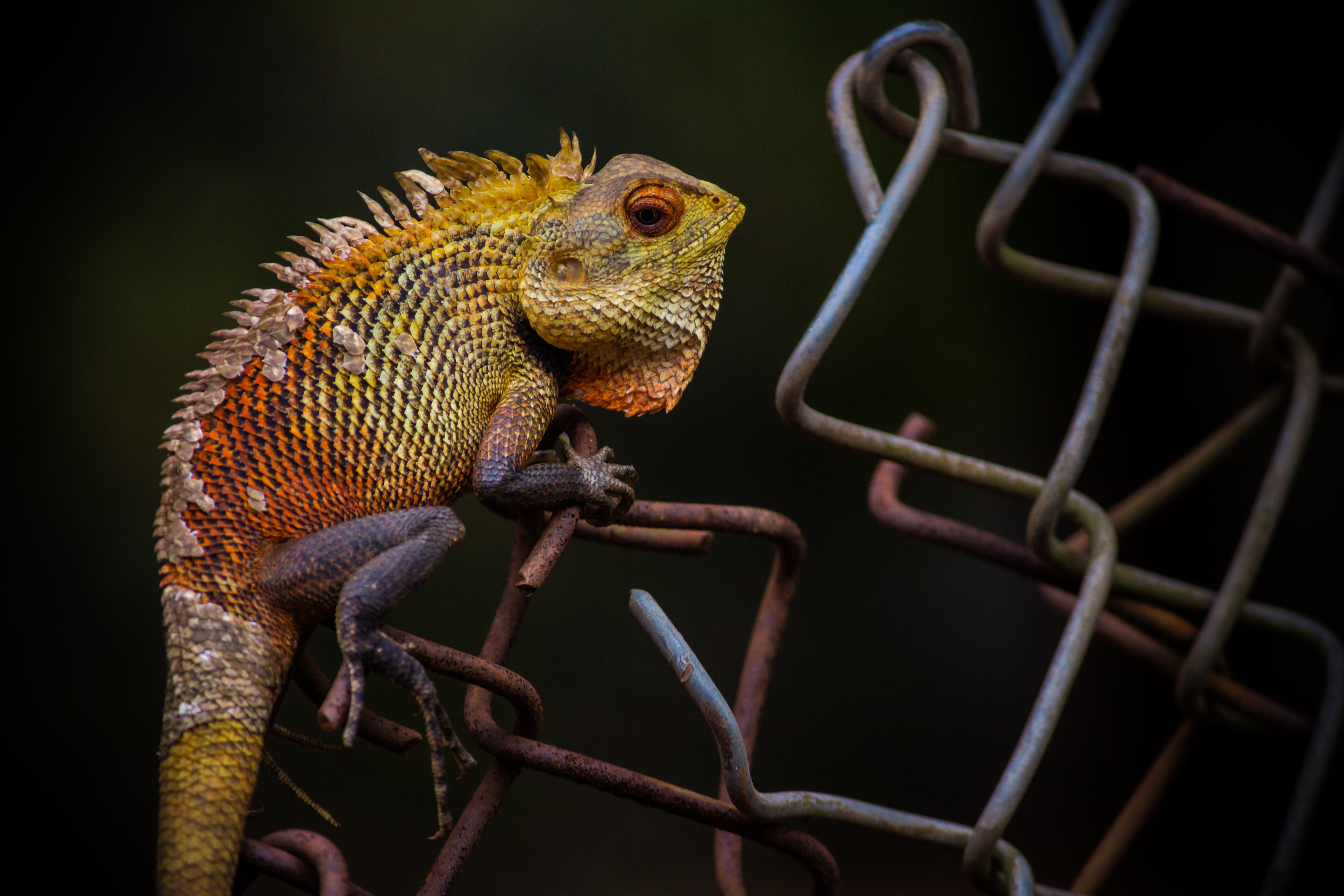 Colorful chameleon on chain link fence 